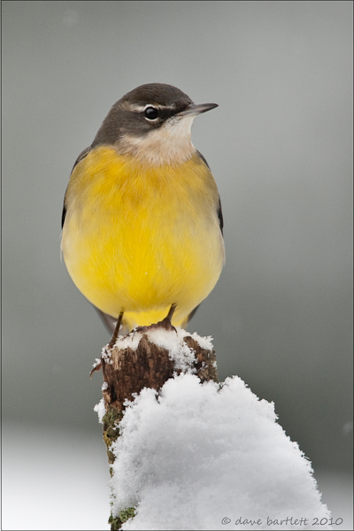 Grey wagtail in the snow