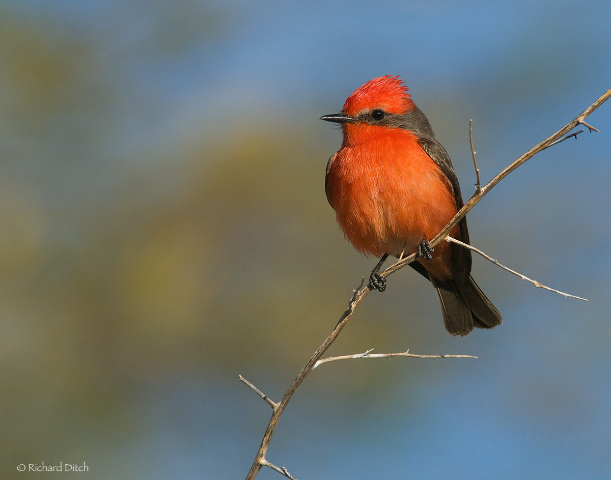Vermilion Flycatcher