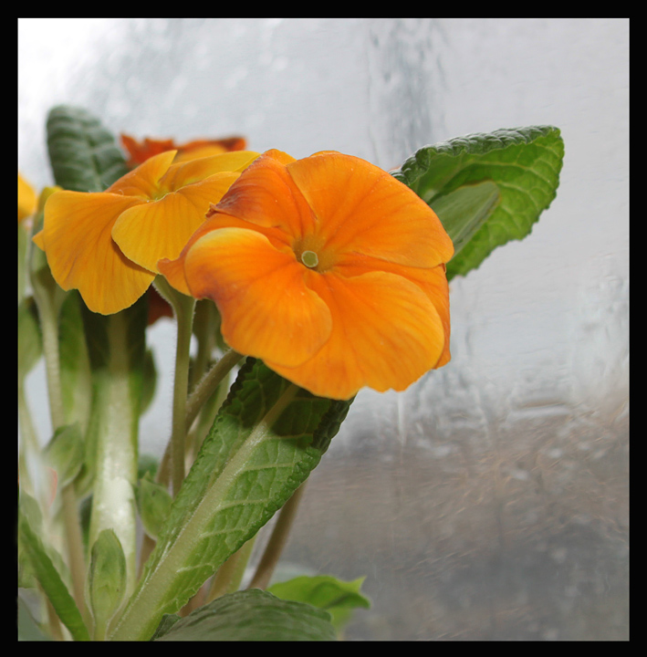 Rainy Day Blossom
