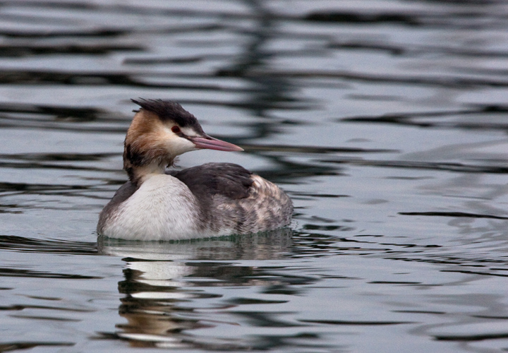 Great Crested Grebe