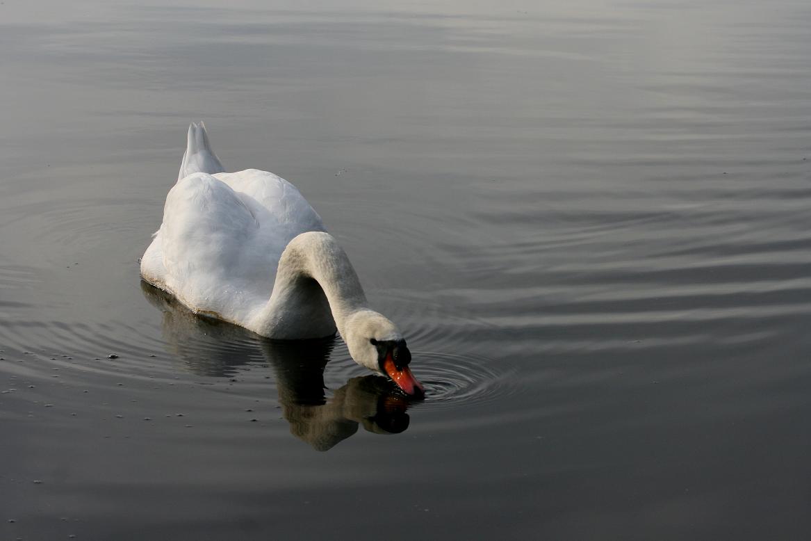 Peaceful Reflection