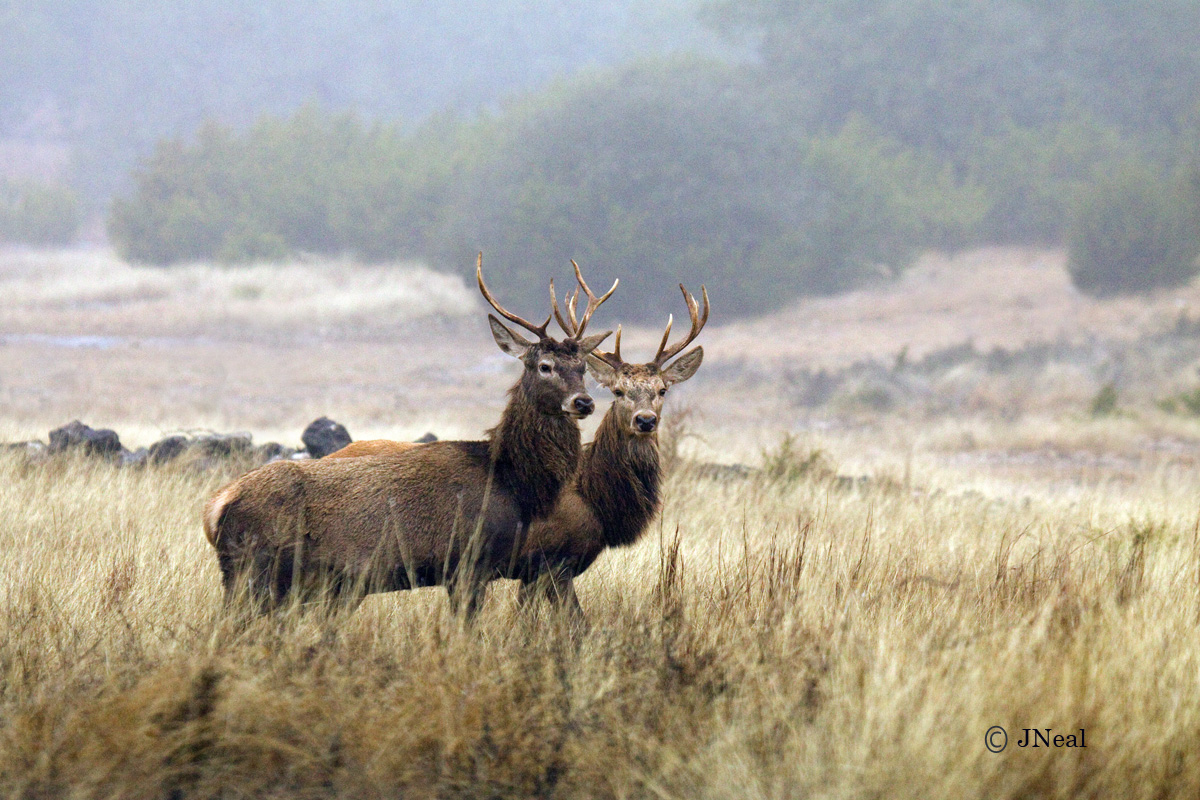 Young Stags