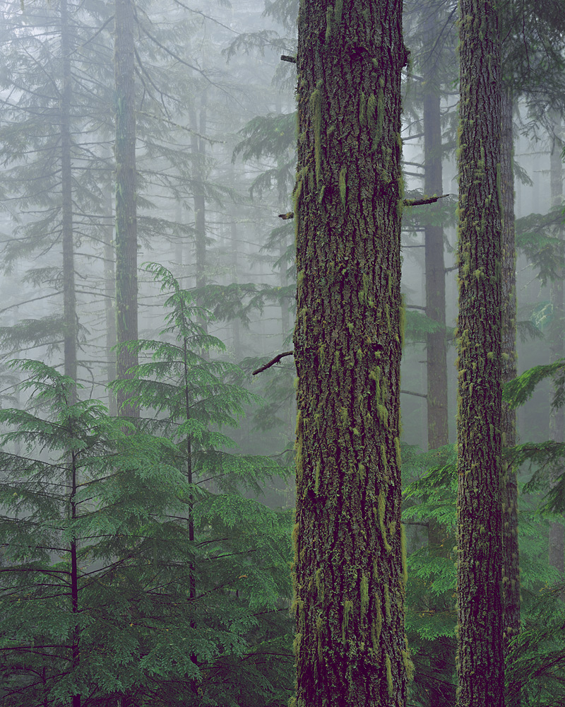 Forest and Fog