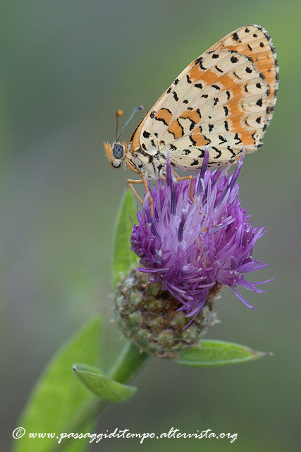 Melithaea