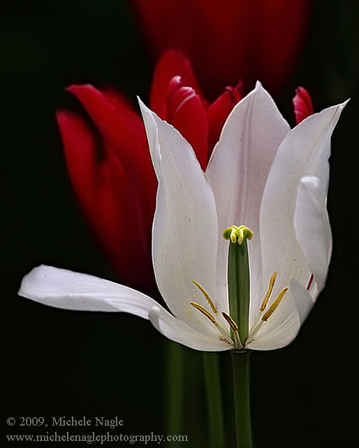 Tulips