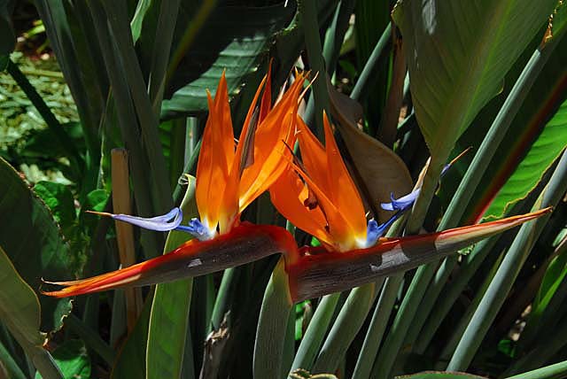 Bird of Paradise