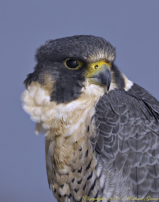 Peregrine Falcon
