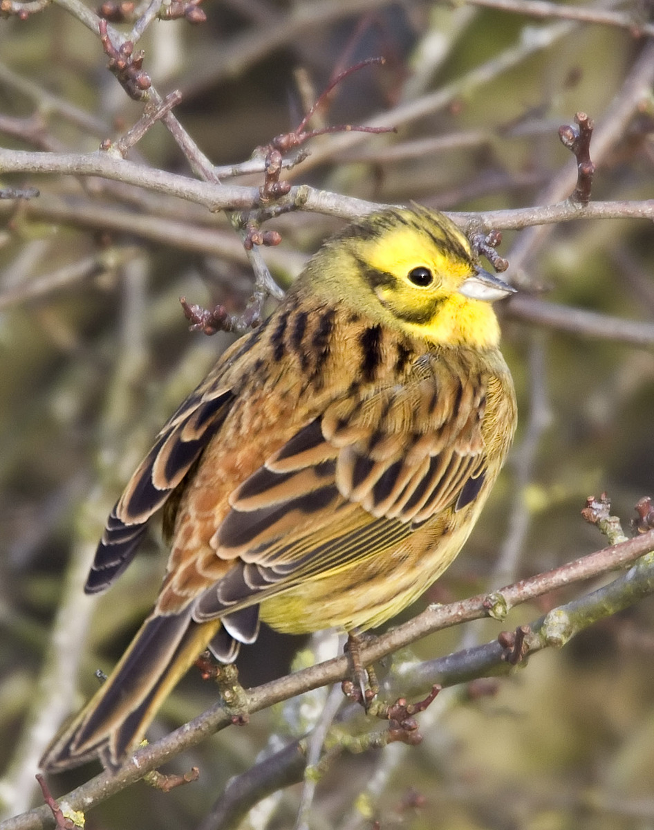 Yellowhammer