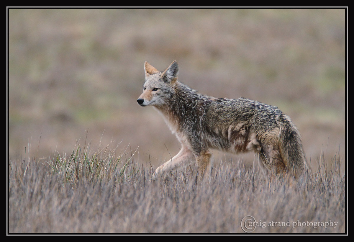 Prowling