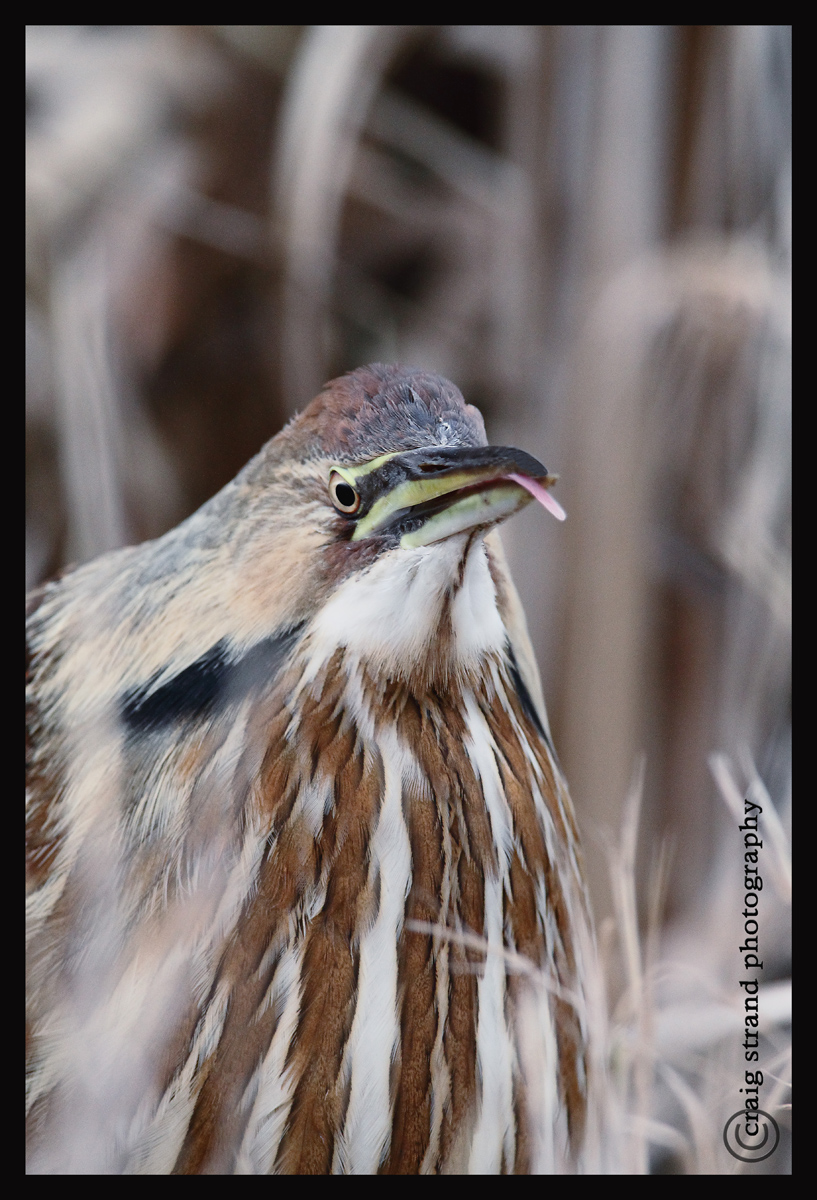Befriending a Bittern