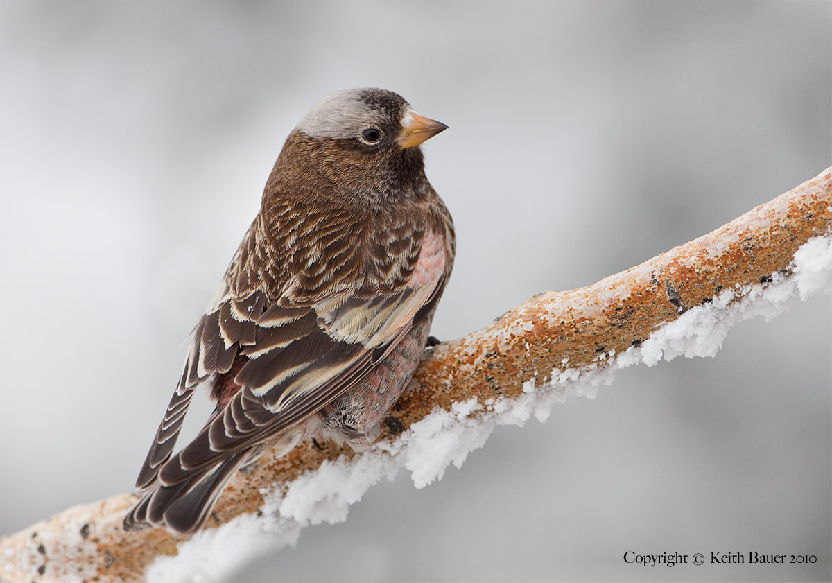Gray-crowned Rosy Finch