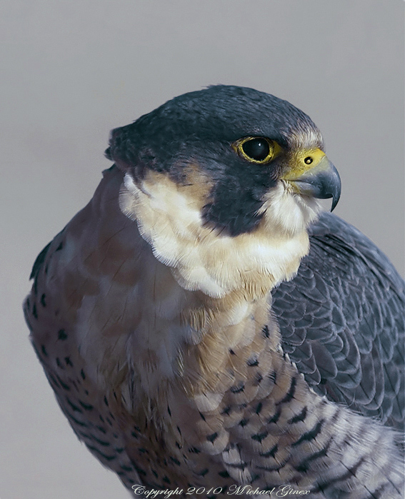 Peregrine Falcon II