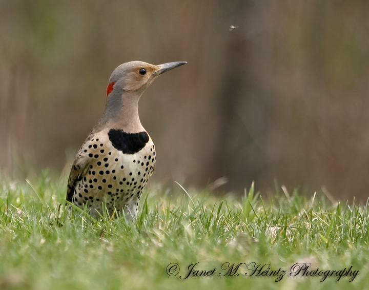 Northern Flicker 