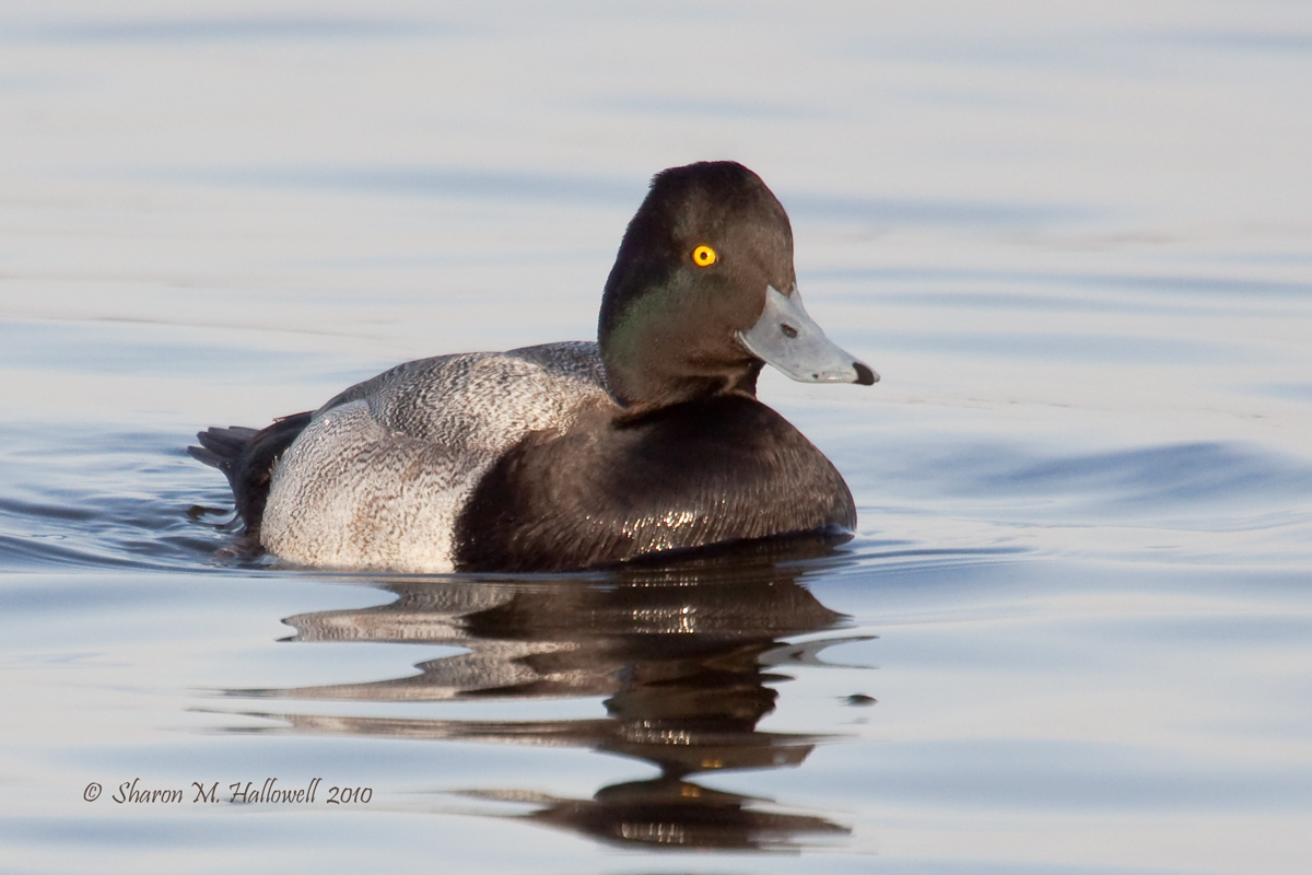 Lesser Scaup Drake