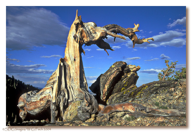 RMNP revisited # 6 Trail Ridge Ancient