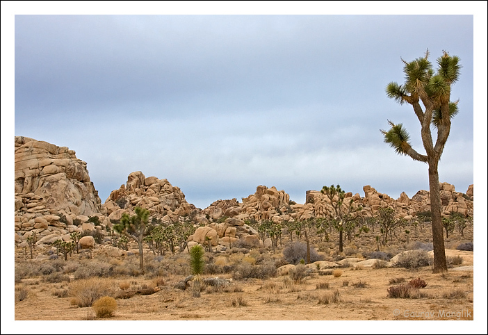 Joshua Tree NP