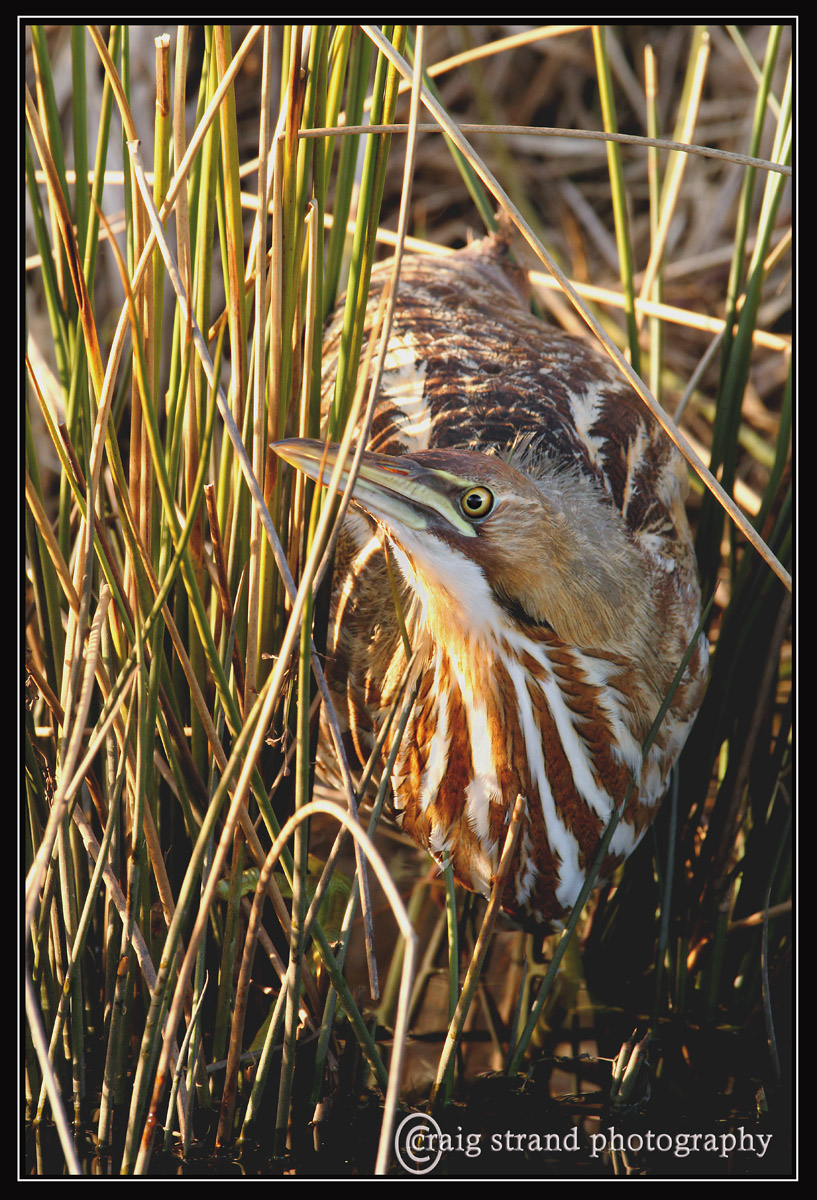 Through the reeds