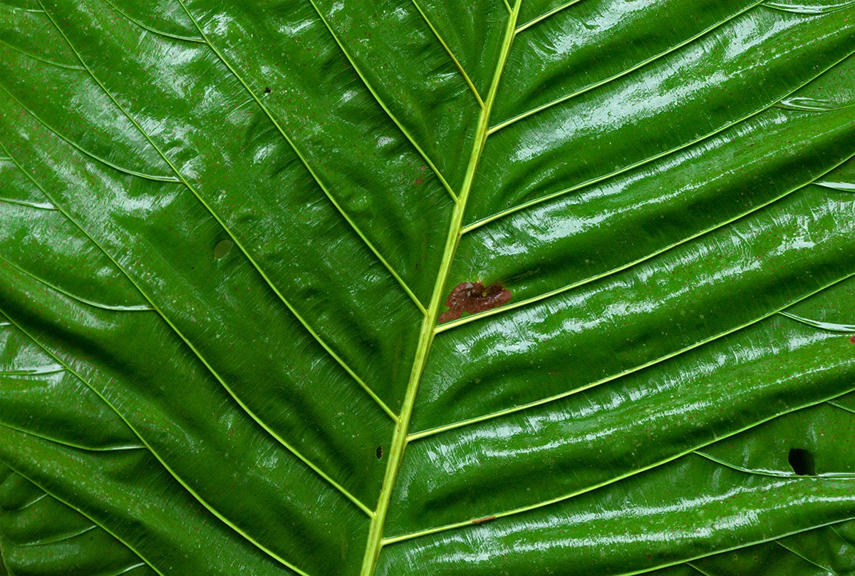 Big Leaf