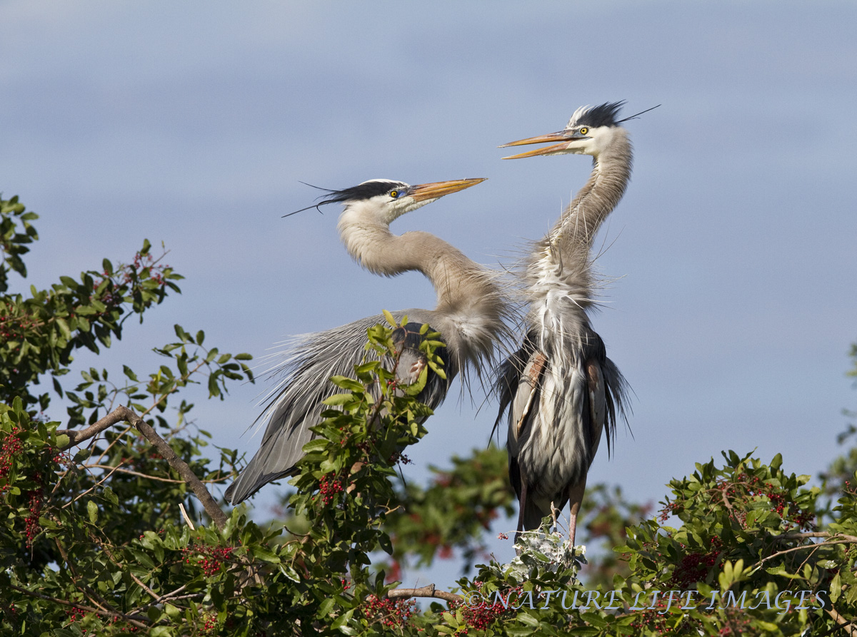 Venice Rookery
