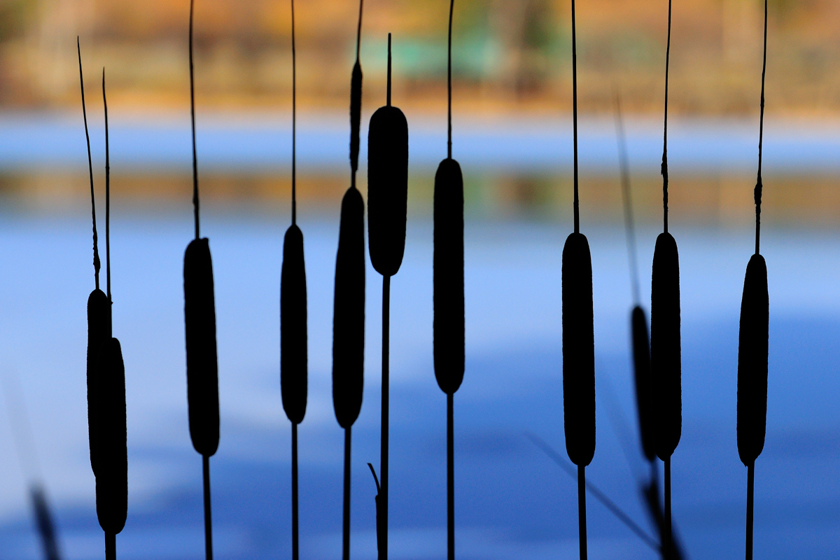 Natures pattern #416