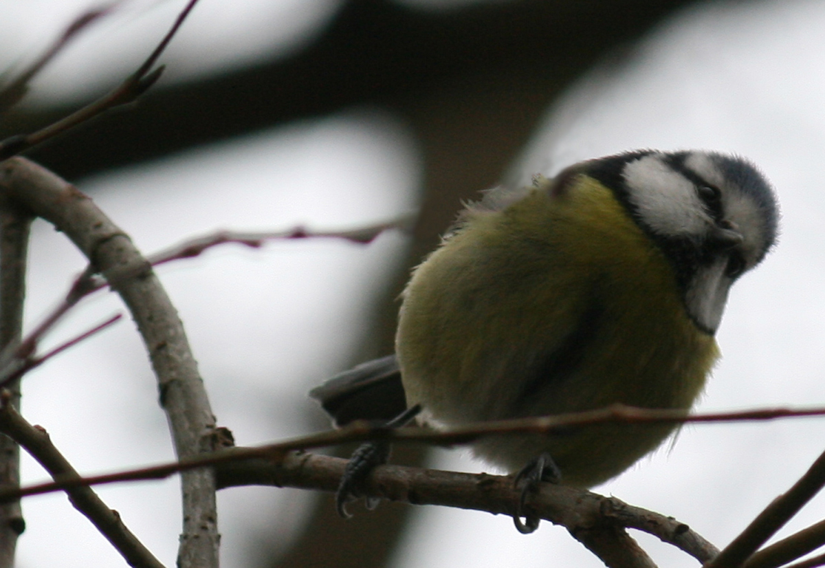 Great Tit