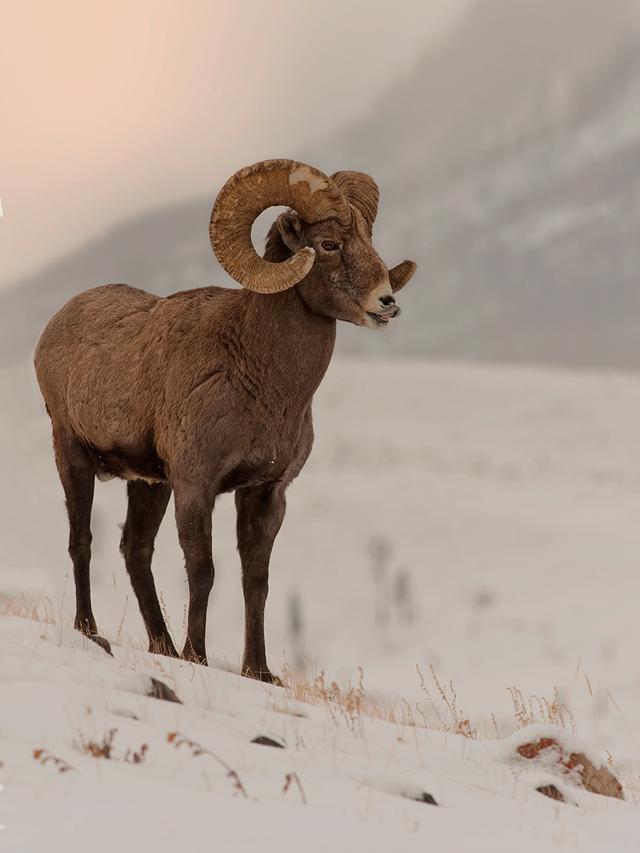 Bighorn Ram + repost