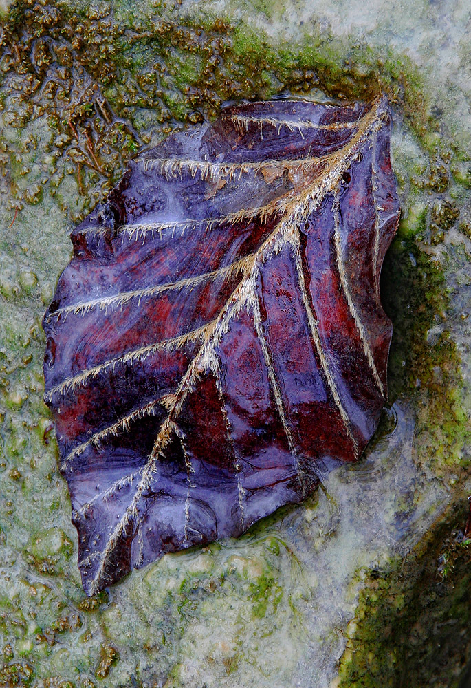 Leaf in Wet