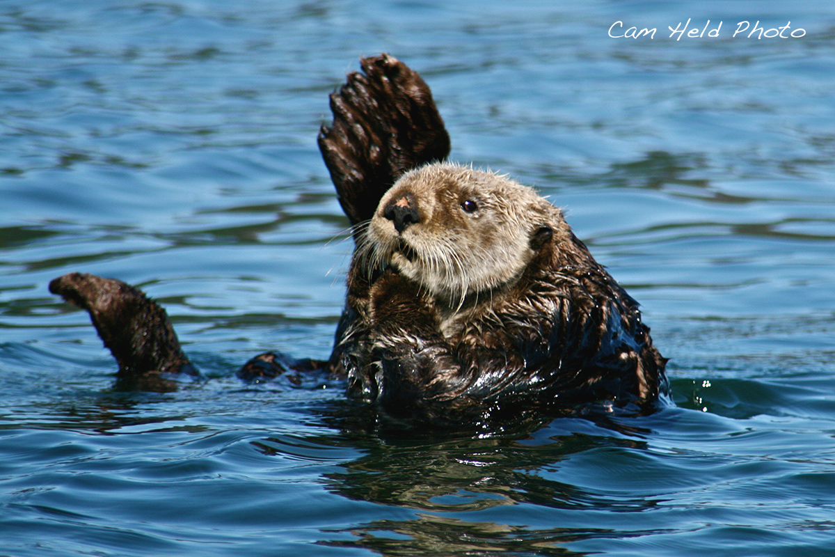 Grandpa Otter
