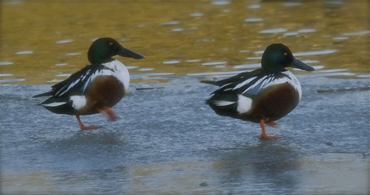 Shovelers on Silver Lake