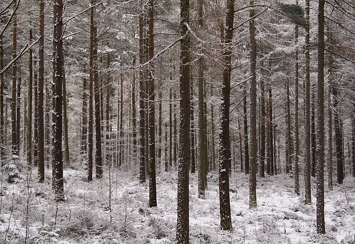 Whisper of the woods