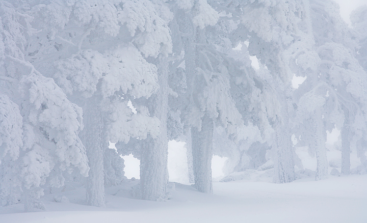 Winter dream