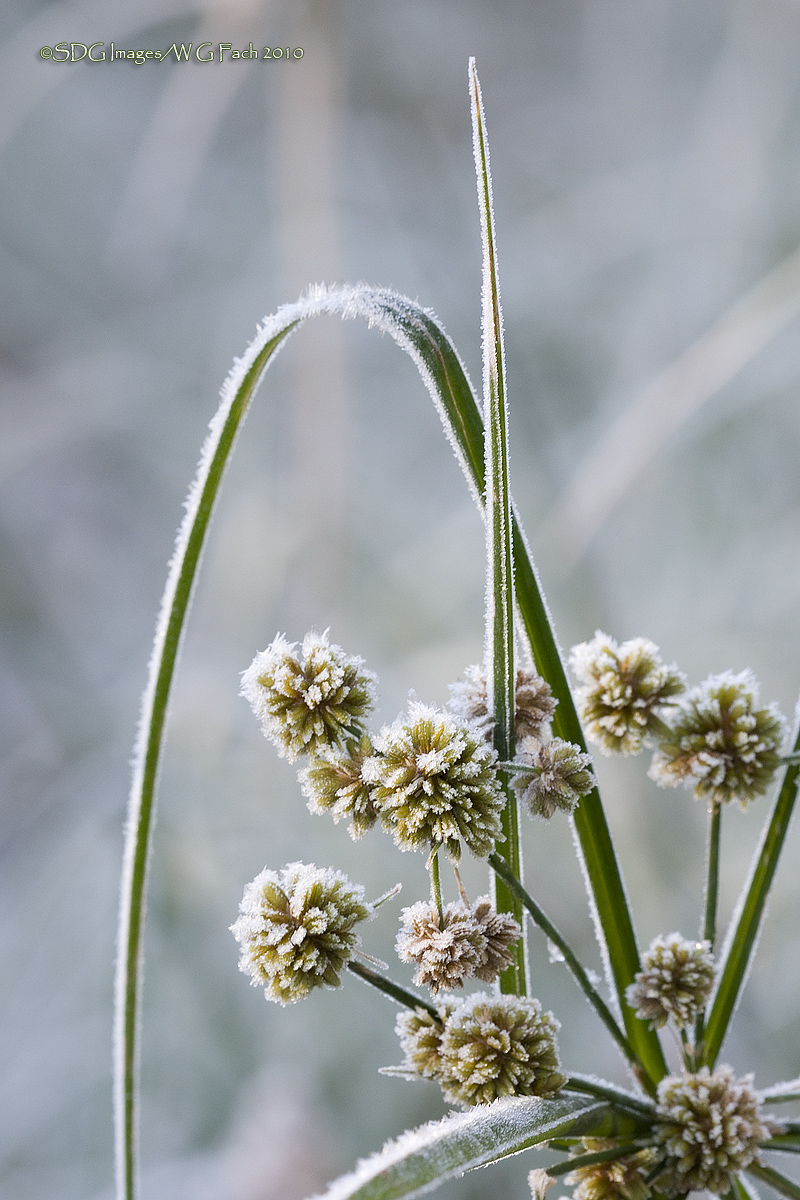 Winter's Grip