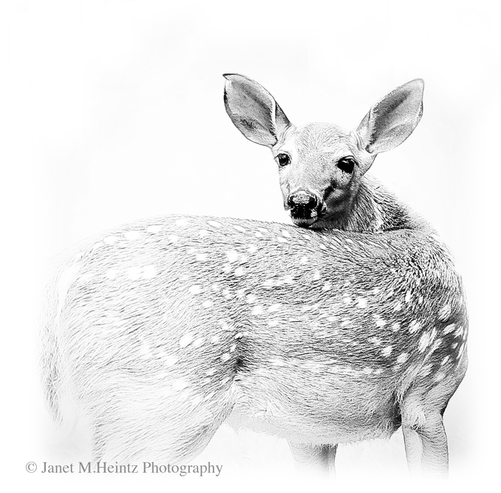 Whitetail Fawn