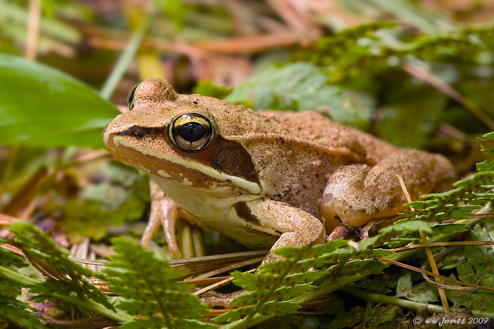 Wood Frog