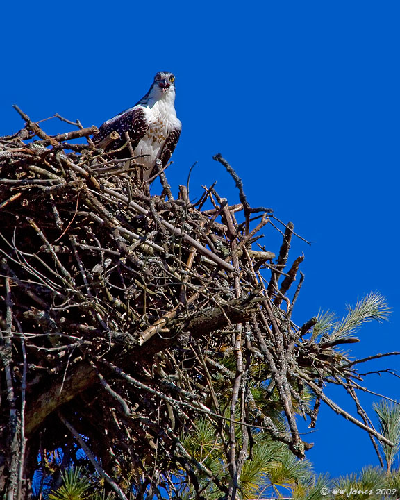 MY Nest!