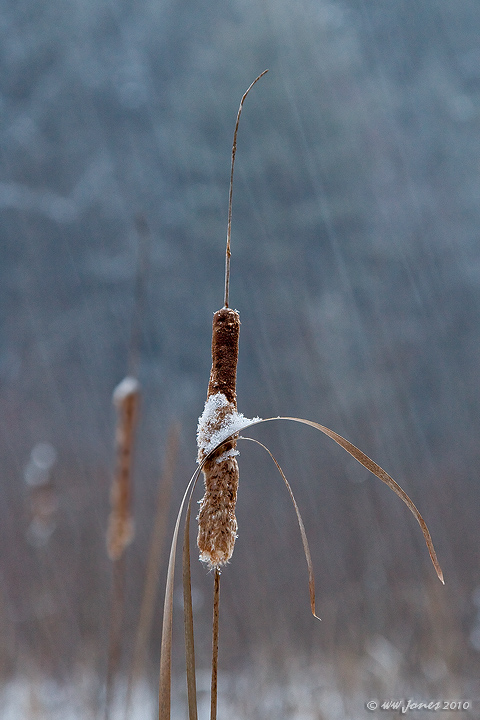 Narrow-leaved Cattail