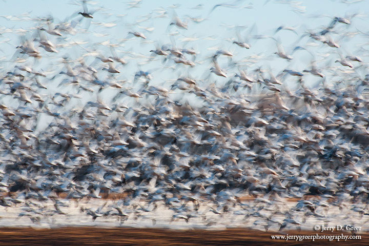 Snow geese taking flight