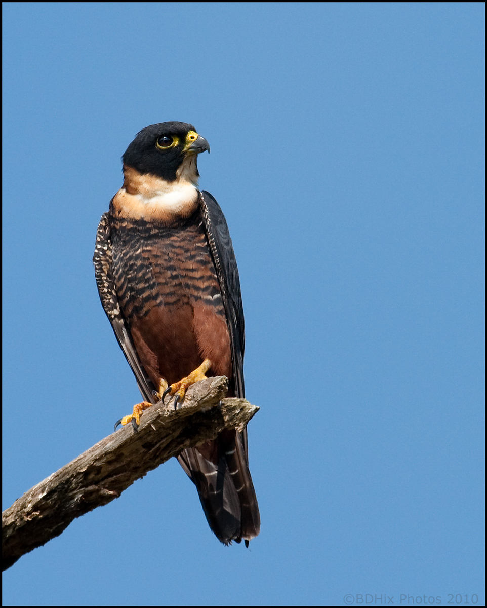 Bat Falcon