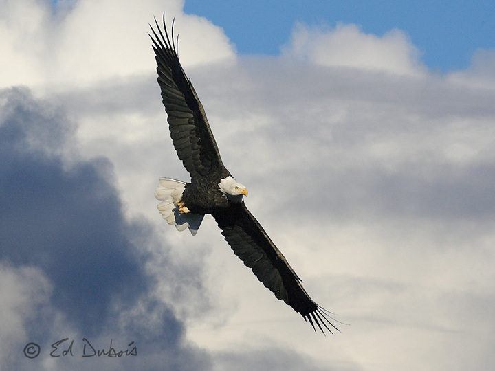 Eagle In the Clouds