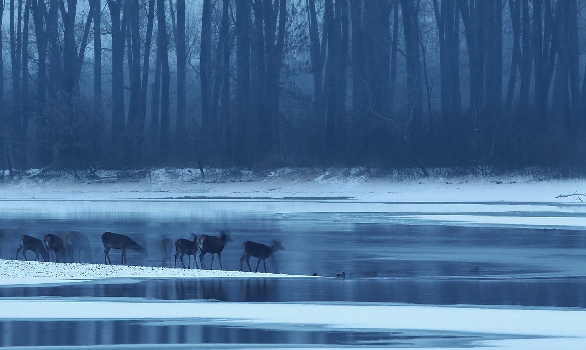 Ghost Deers