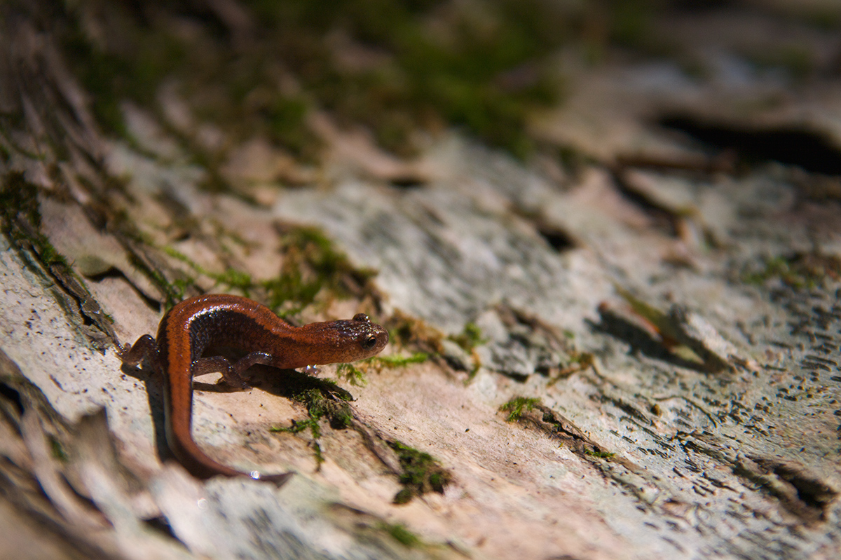Salamander World