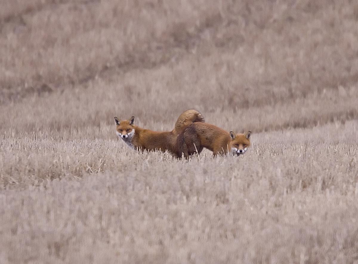 Mating Fox's