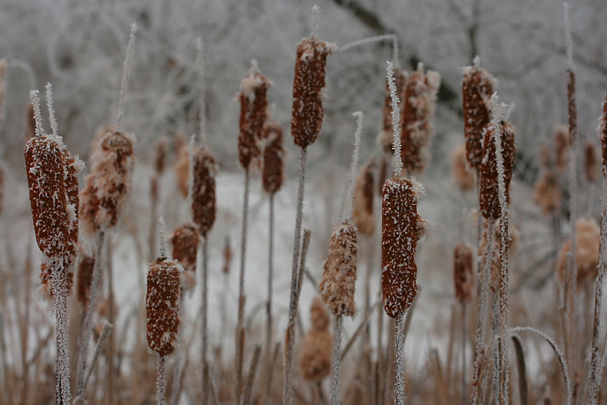 Frosted Cattails