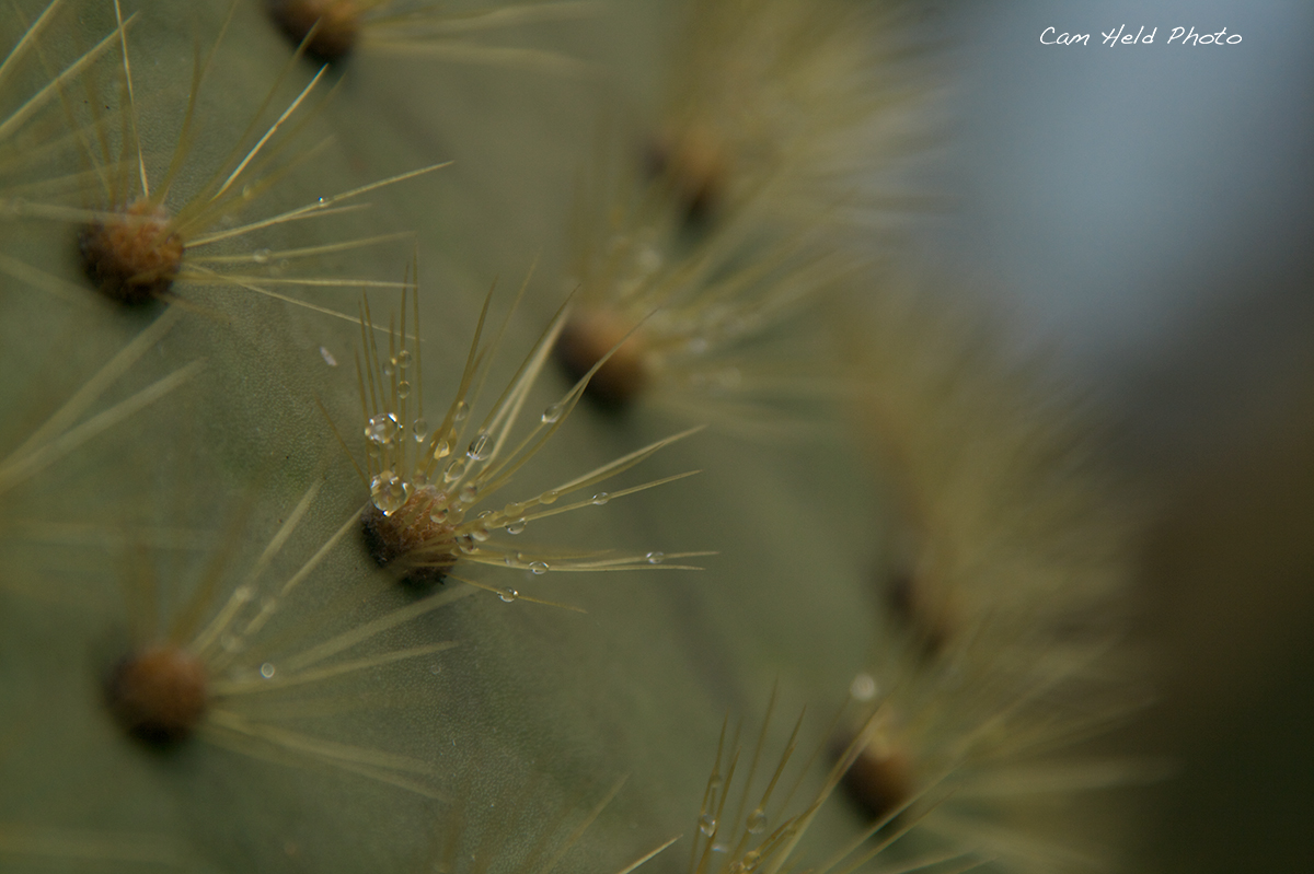 Cactus