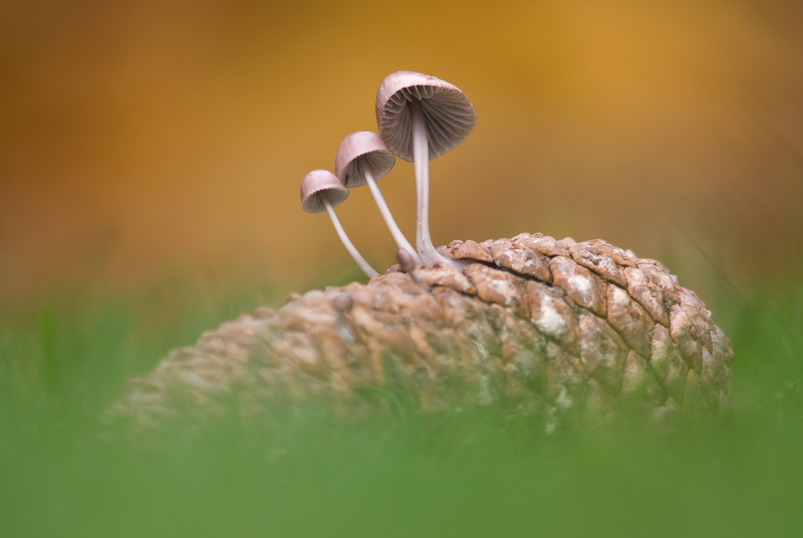 Autumn hats