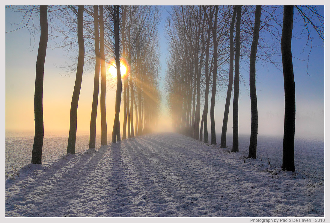 Snow, mist and trees