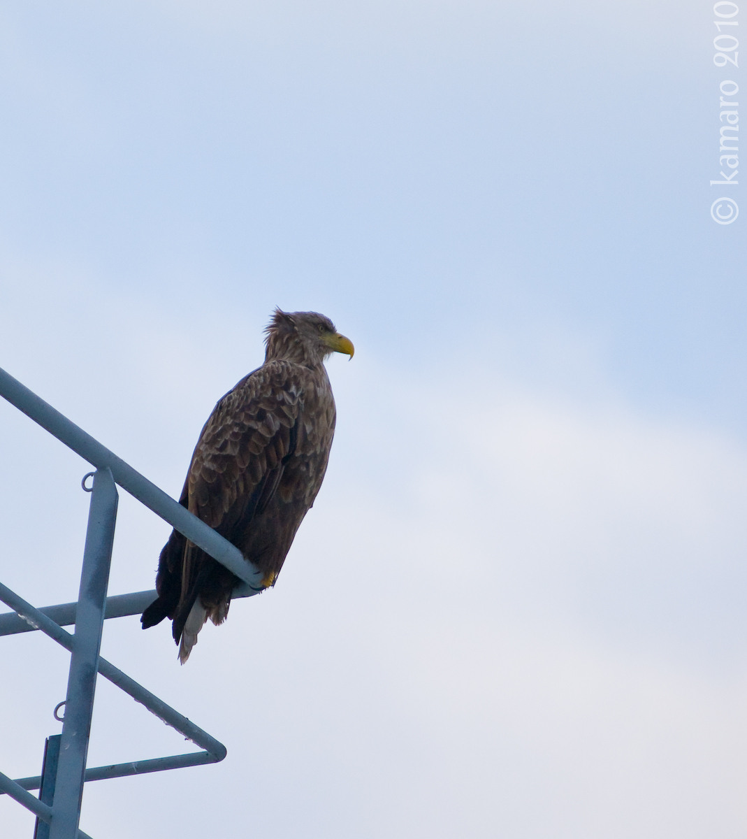 Mommy's Eagle