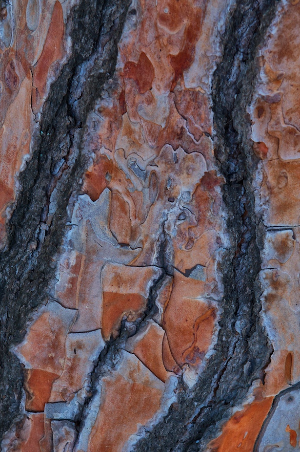 #416  Pine Pattern
