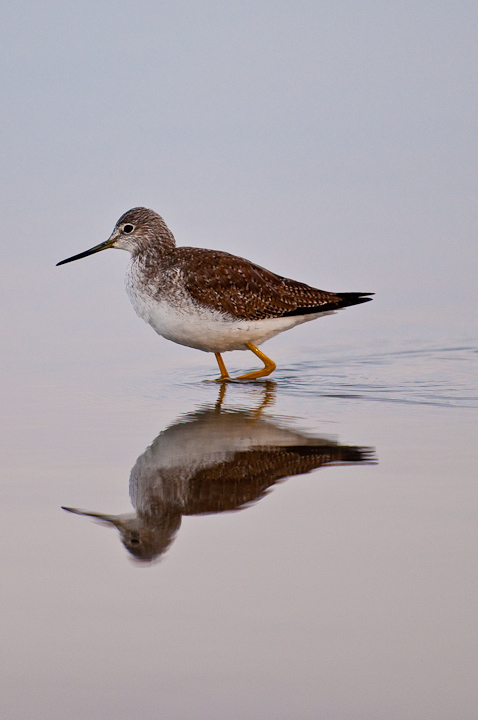 Sandpiper with Repost