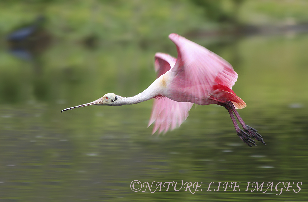 Flying Spoonbill